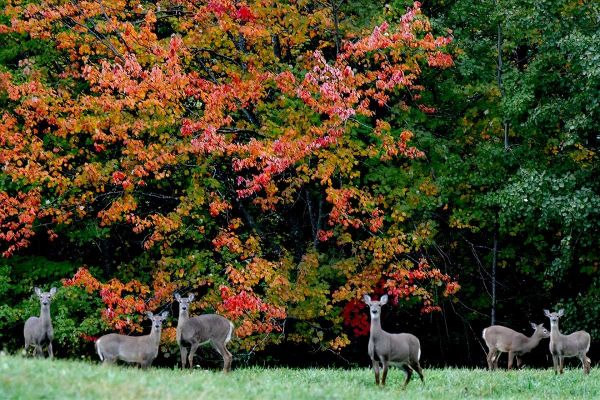 thorndike deer leaming